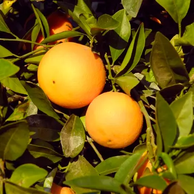 Orange 'Fukumoto' (Citrus sinensis)