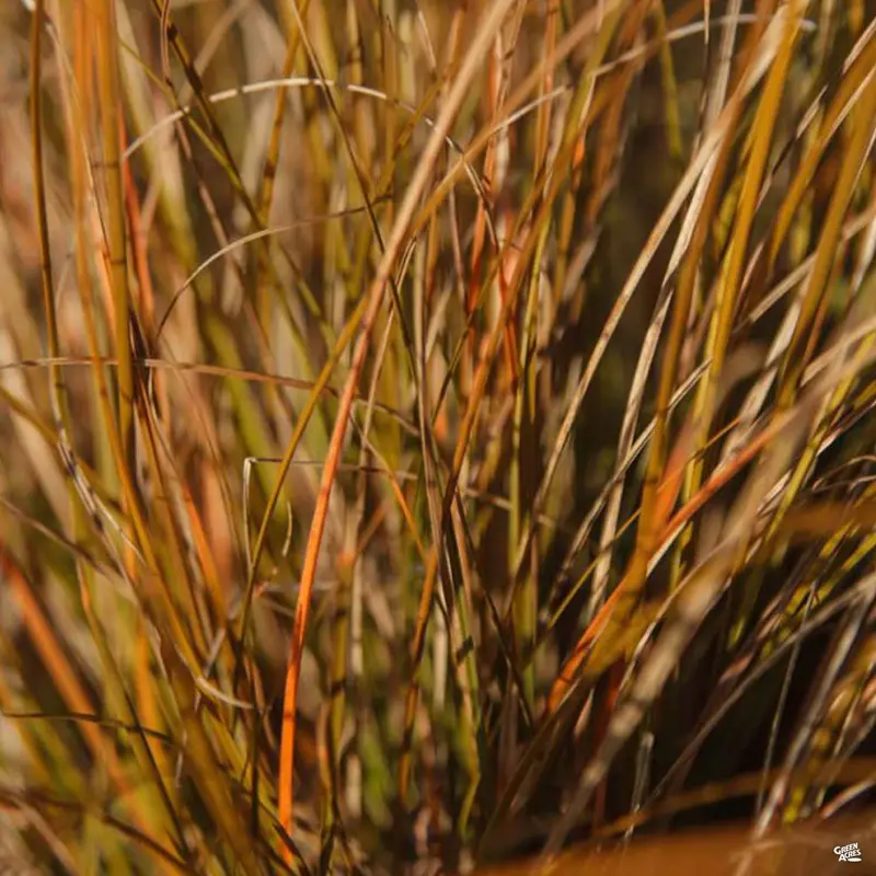 Orange Sedge 'Prairie Fire'
