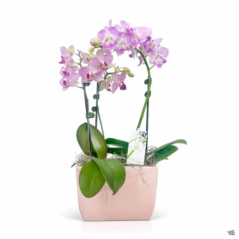 Orchid Pot-Up