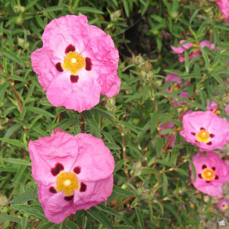 Orchid Rockrose