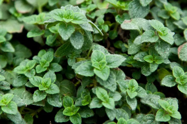 Oregano 'Hot and Spicy' LH