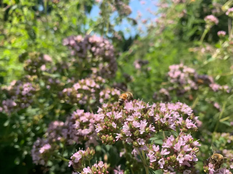 Oregano/Marjoram 'Rhythm Mix - Seed RS