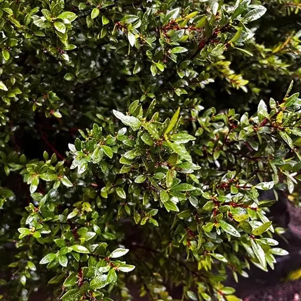 Oregon Boxwood (Paxistima myrsinites)