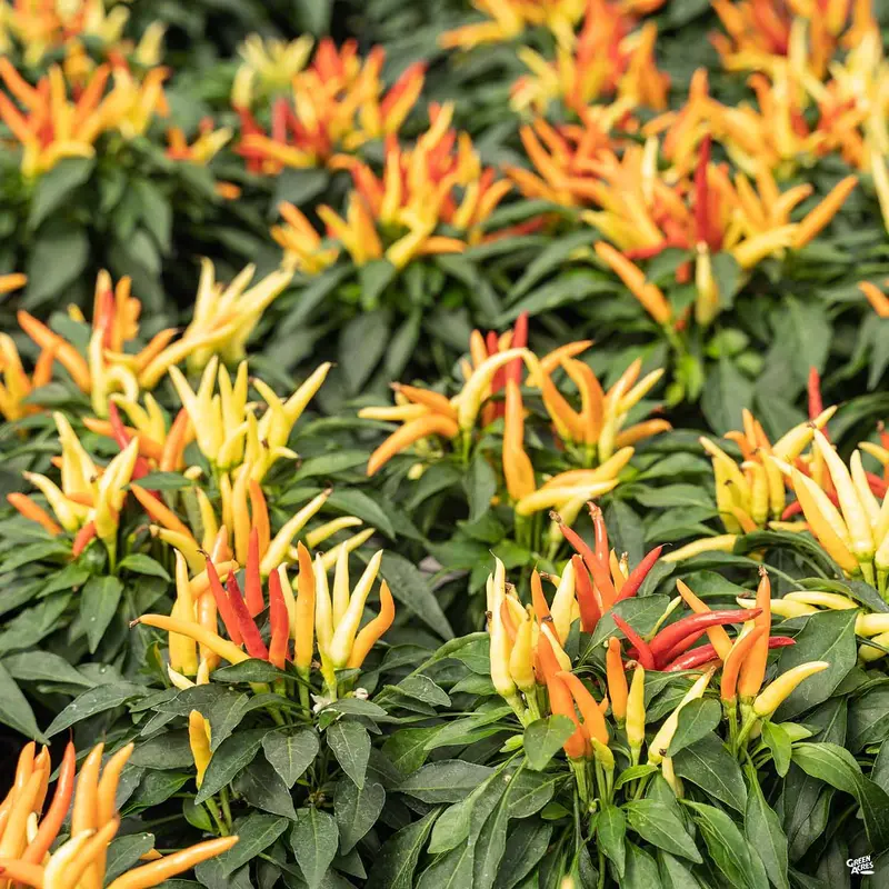 Ornamental Pepper
