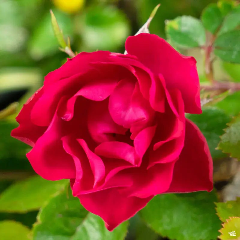 Oso Easy® Double Red® Rose