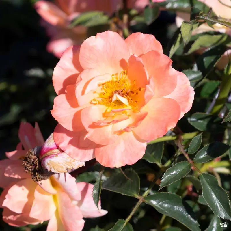 Oso Easy® Italian Ice® Rose