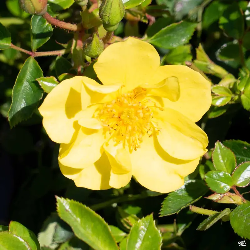 Oso Easy® Lemon Zest® Rose