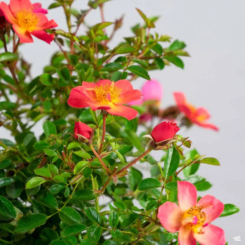 Oso Easy® Paprika® Rose
