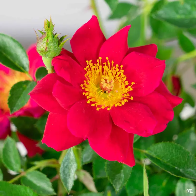 Oso Easy® Urban Legend® Rose