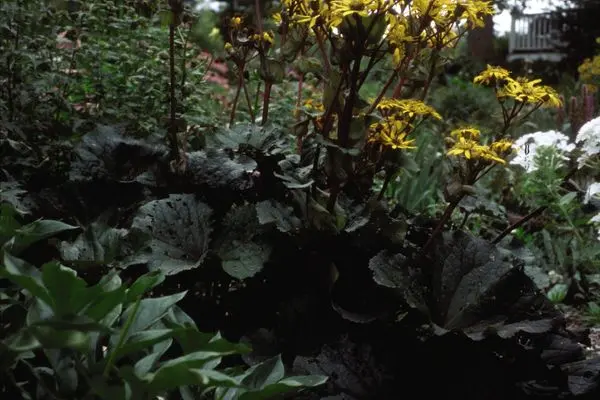 Othello Ligularia