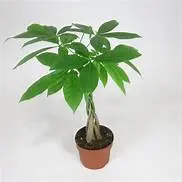 Pachira aquatica (Money Tree)