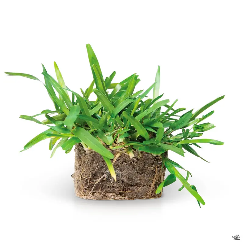 Palmetto St. Augustine SodPods®
