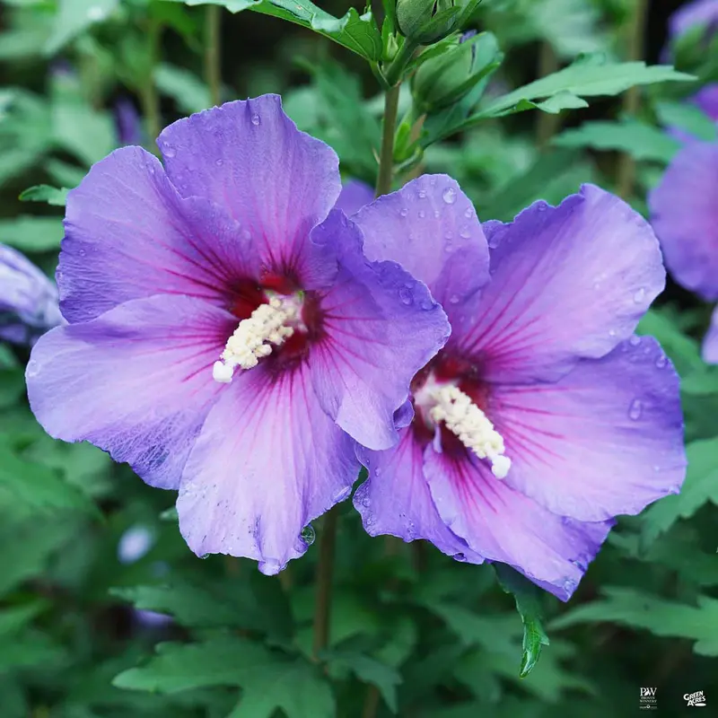 Paraplu Violet® Rose of Sharon
