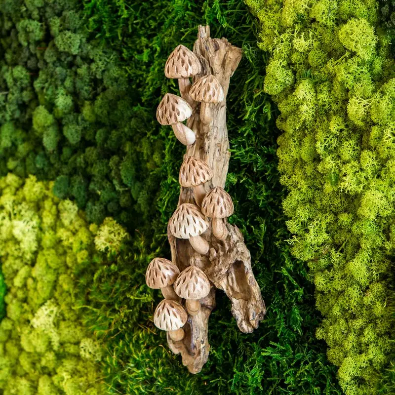 Parasite Forest Mushrooms on Wall Set of 4 By Garden Age Supply