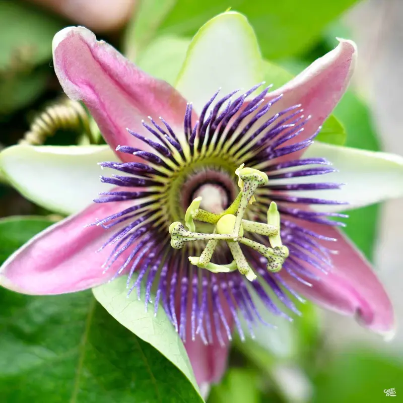 Passion Fruit