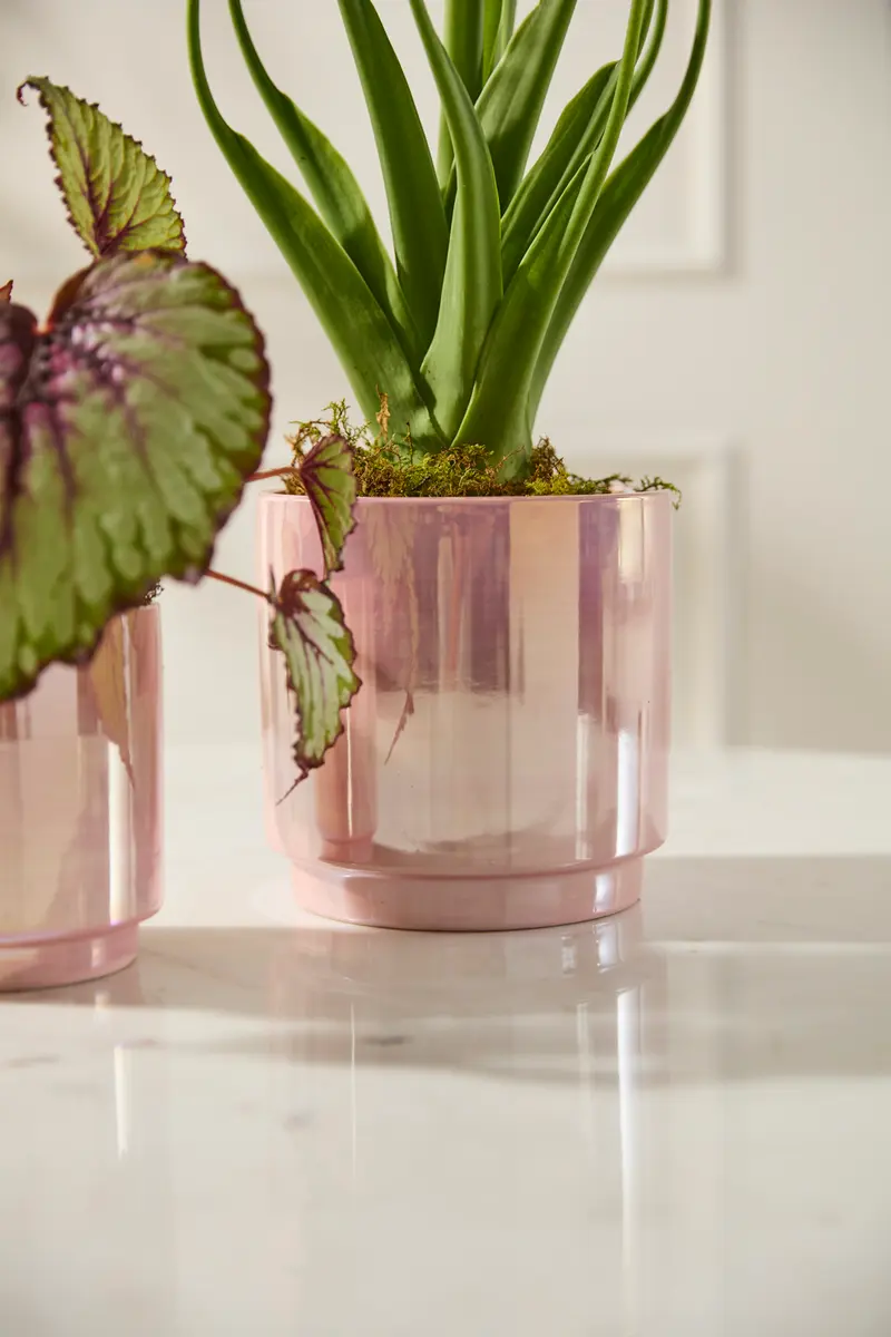 Passion Pot Set of 4 By Accent Decor