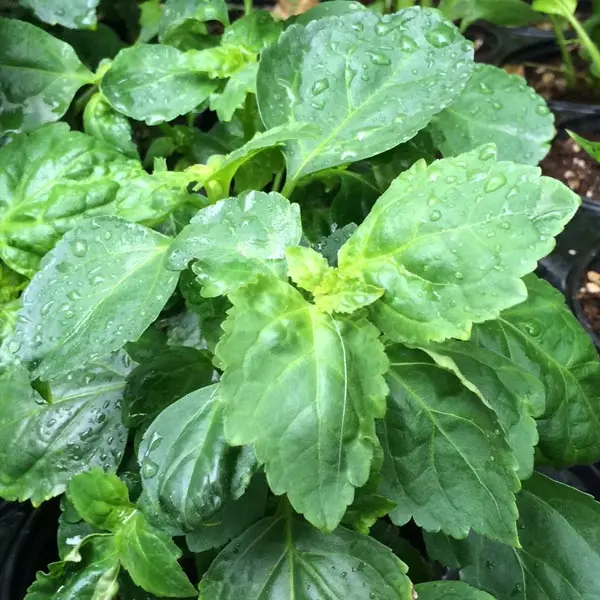 Patchouli (Pogostemon cablin)