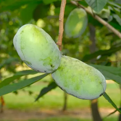 Pawpaw 'KSU Chappell™' (Asimina triloba)