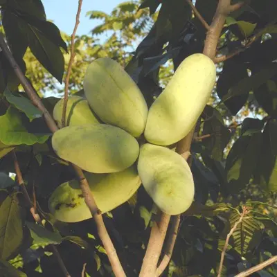 Pawpaw 'Maria's Joy' (Asimina triloba)