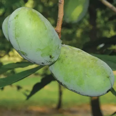 Pawpaw 'NC-1' (Asimina triloba)