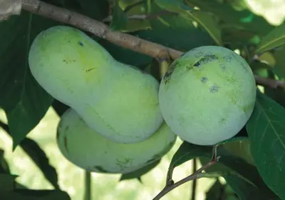 Pawpaw 'Pennsylvania Golden' (Asimina triloba)