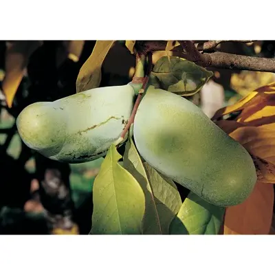 Pawpaw 'Rebecca's Gold' (Asimina triloba)