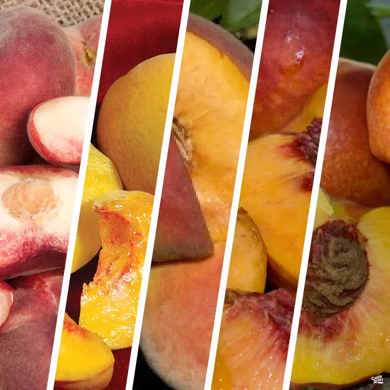 Peach and Nectarine Multi-Graft Combo #1 Bareroot
