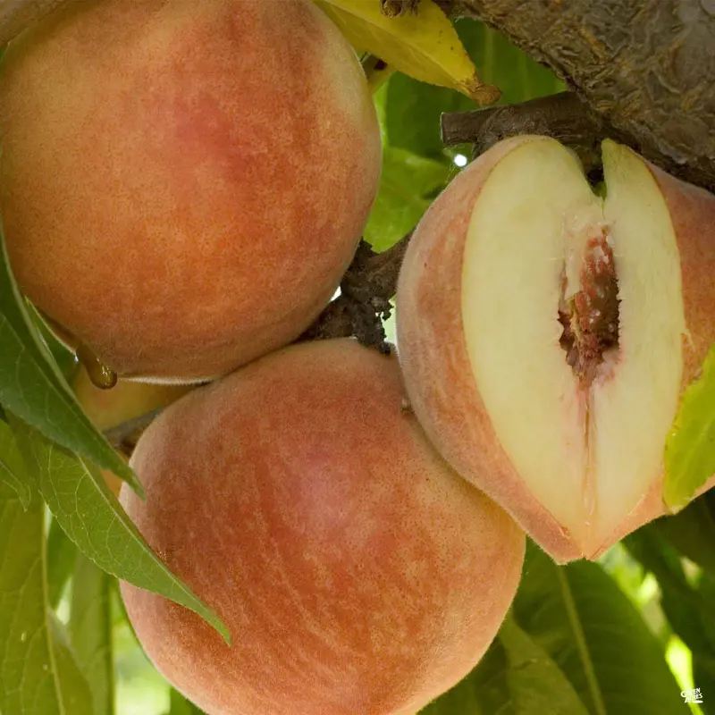 Peach 'Babcock' Bareroot