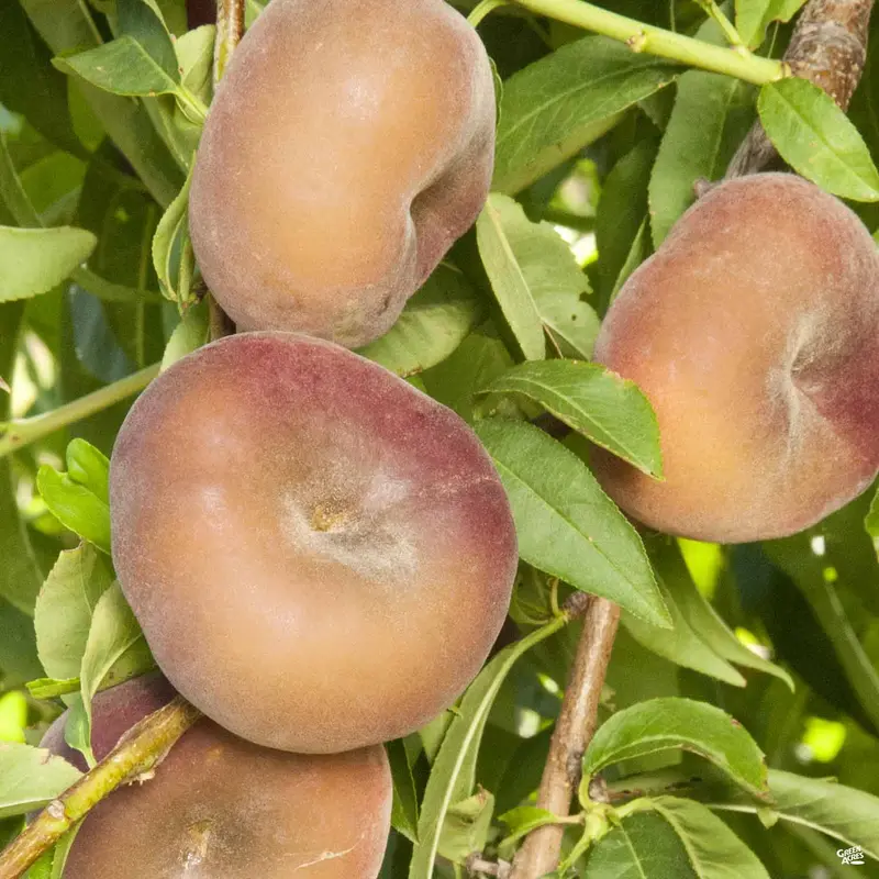 Peach 'Donut Stark Saturn' Bareroot