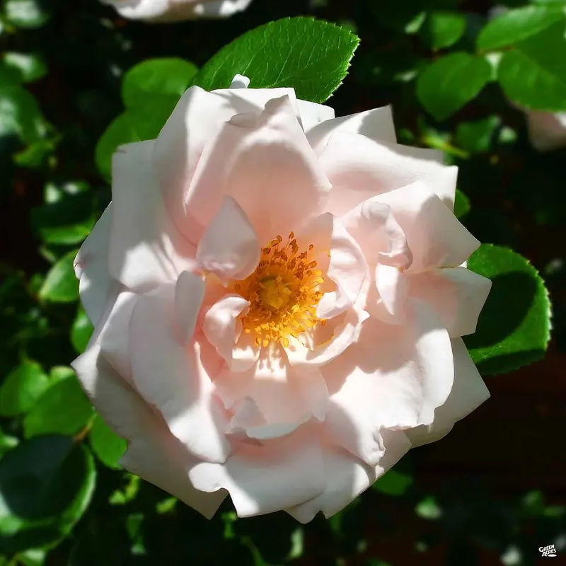 Peach Drift® Rose