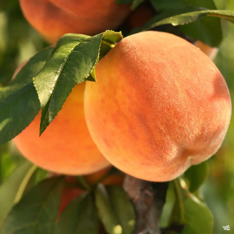 Peach 'Fay (Late) Elberta'