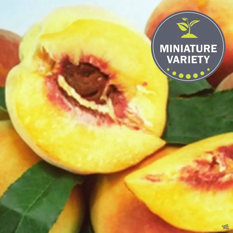 Peach 'Garden Gold', Miniature Bareroot