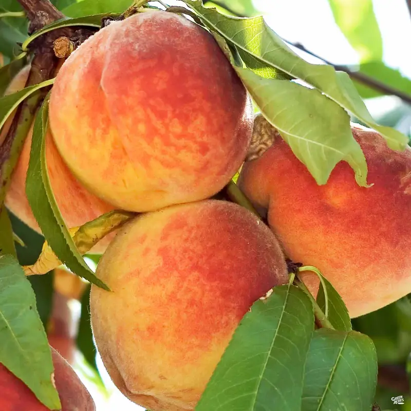 Peach 'Harvester'