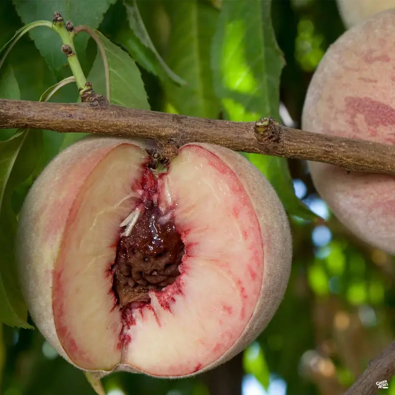 Peach 'Indian Free' Bareroot