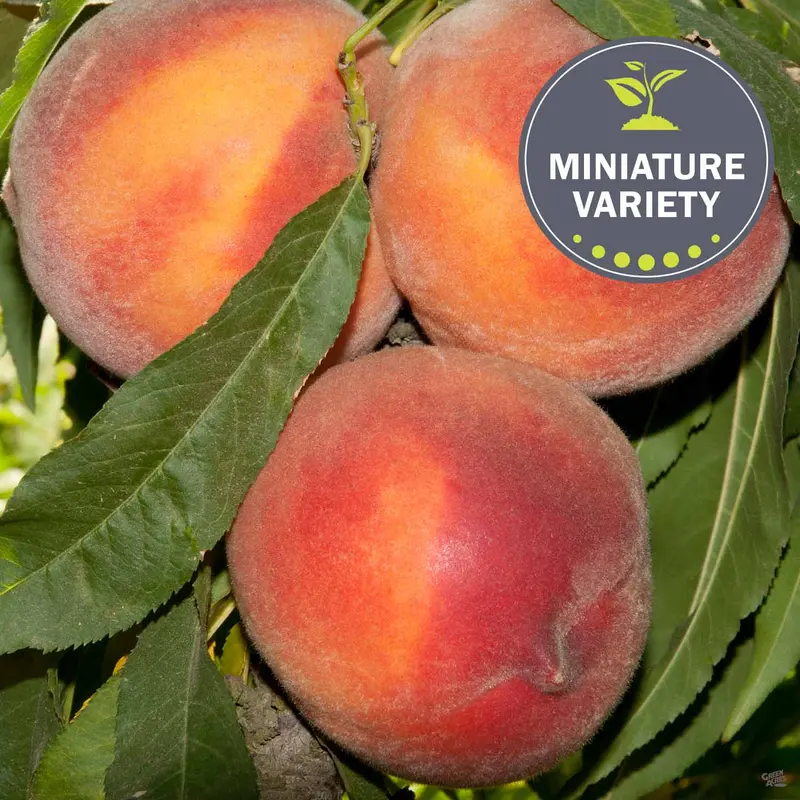 Peach 'Pix Zee', Miniature Bareroot
