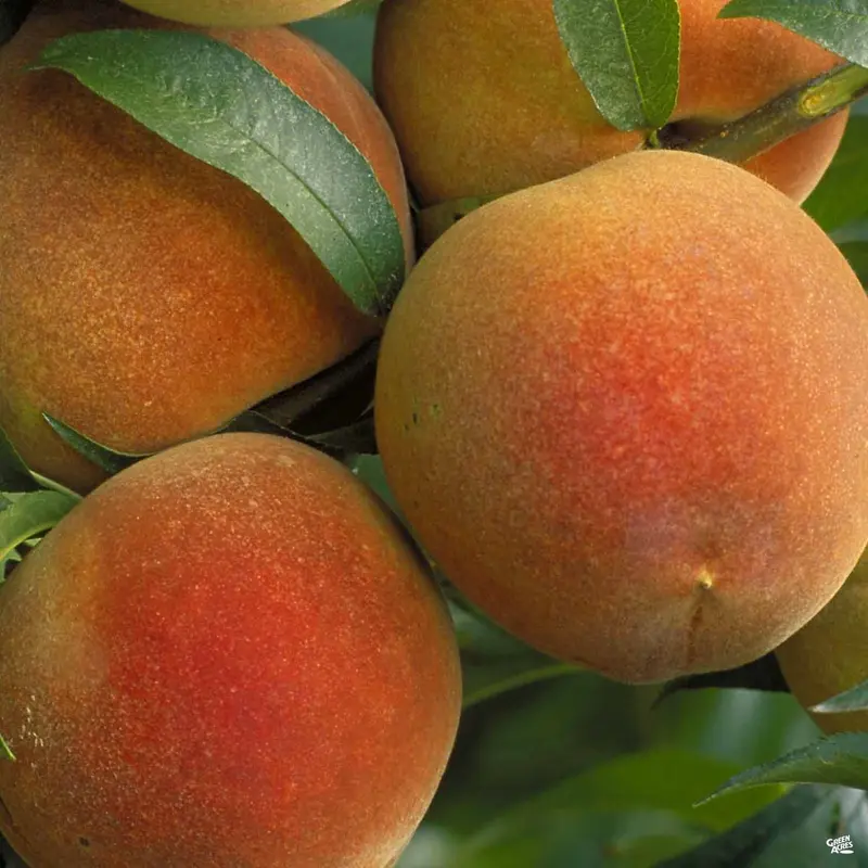 Peach 'Red Baron' Bareroot