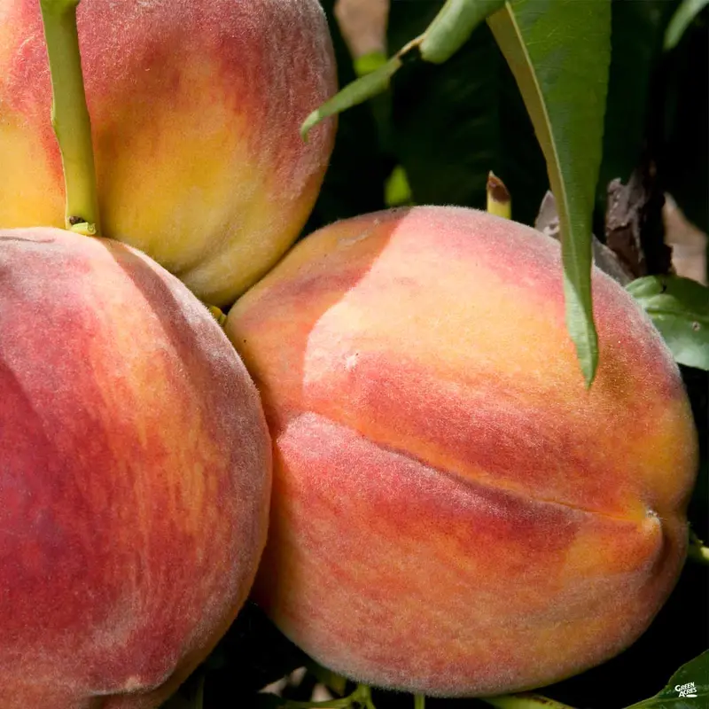 Peach 'Redhaven' Bareroot
