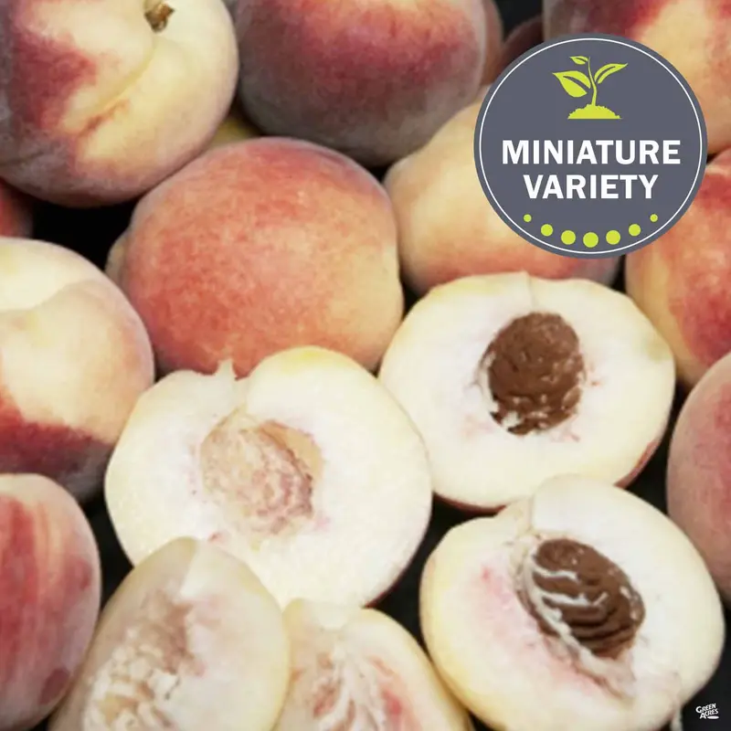 Peach 'Snow Babe', Miniature Bareroot