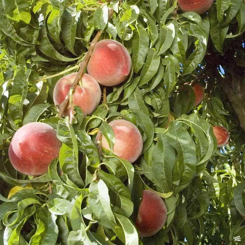 Peach 'Snow Beauty' Bareroot