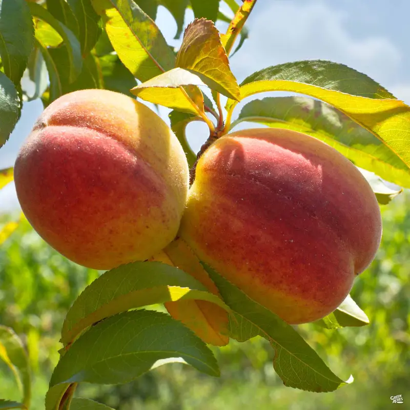 Peach 'Texstar'