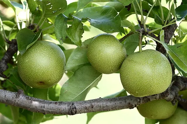Pear Asian (Pyrus pyrifolia) 'Niitaka'