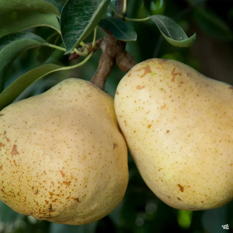 Pear 'Bartlett' Bareroot