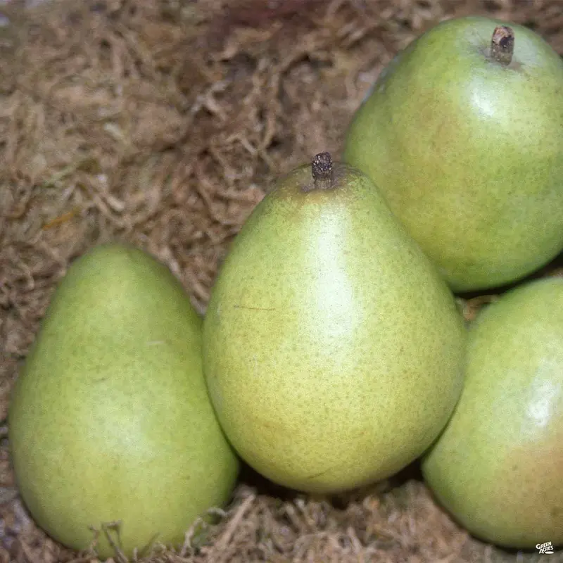 Pear 'D'Anjou' Bareroot