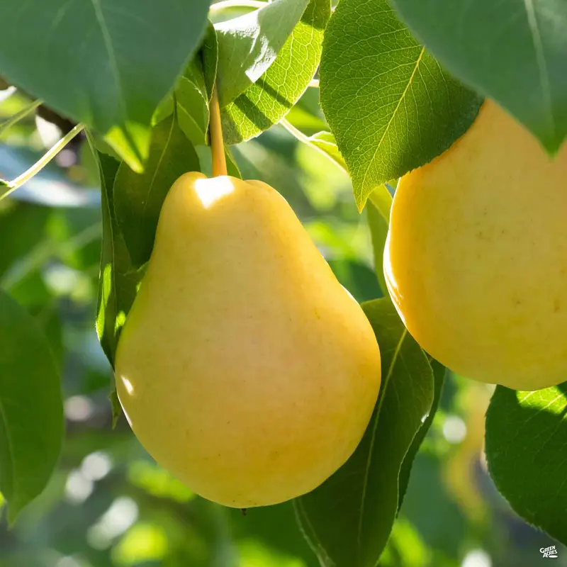 Pear 'Kieffer'