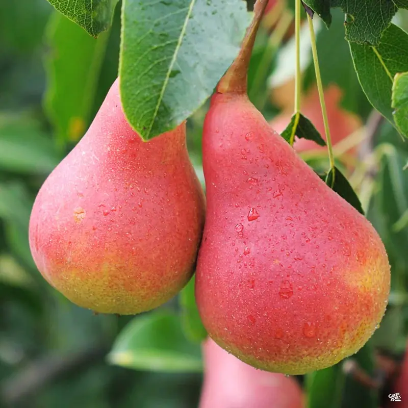 Pear 'Moonglow'