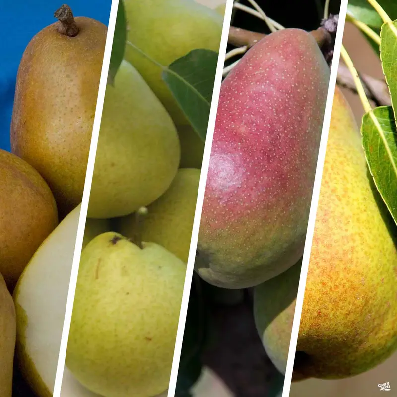 Pear Multi-Graft Combo #2 Bareroot