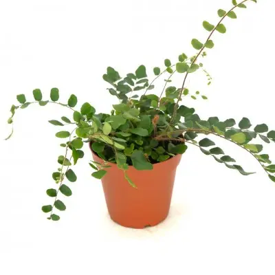 Pellaea rotundifolia (Button Fern)