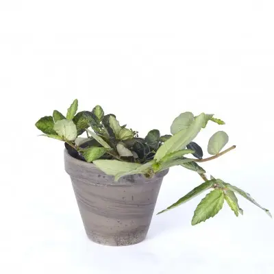 Pellionia repens (Trailing Watermelon Begonia)