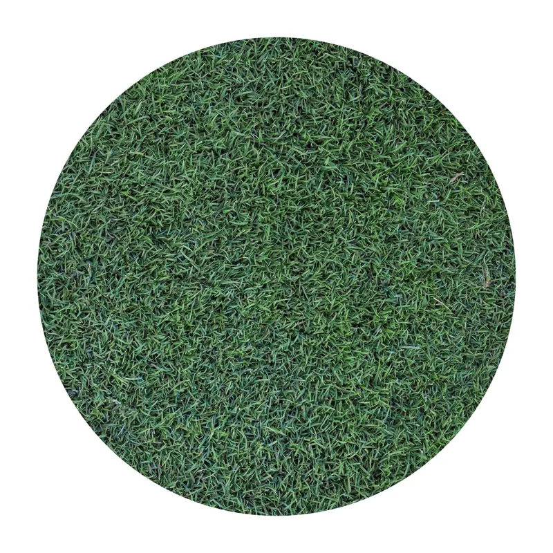 Penncross Bentgrass
