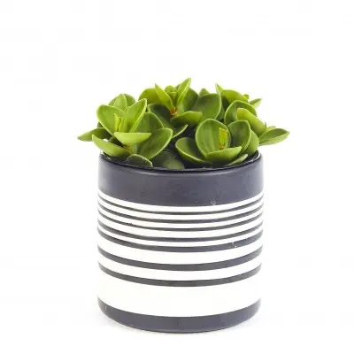 Peperomia 'Hope' (Radiator Plant)